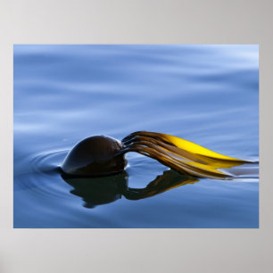 Póster Fronteras doradas - Poster