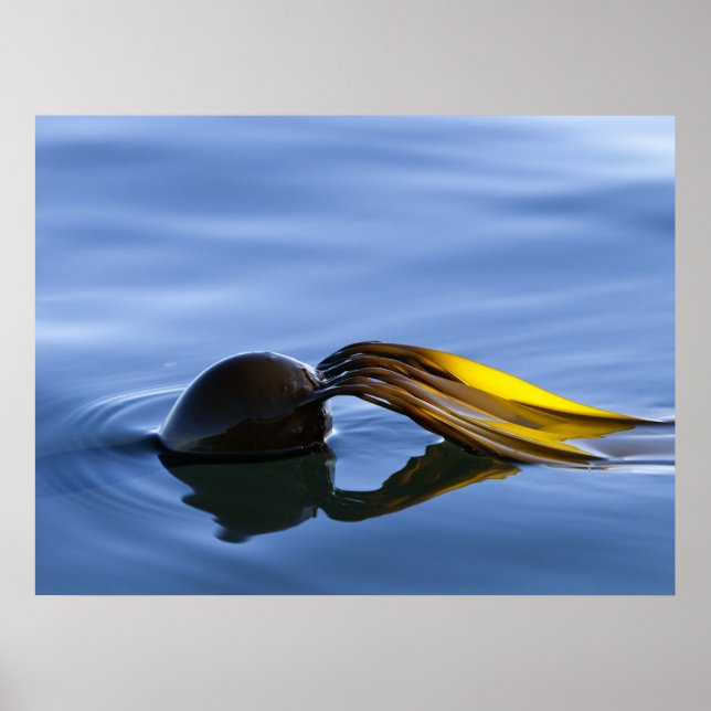 Póster Fronteras doradas - Poster (Frente)