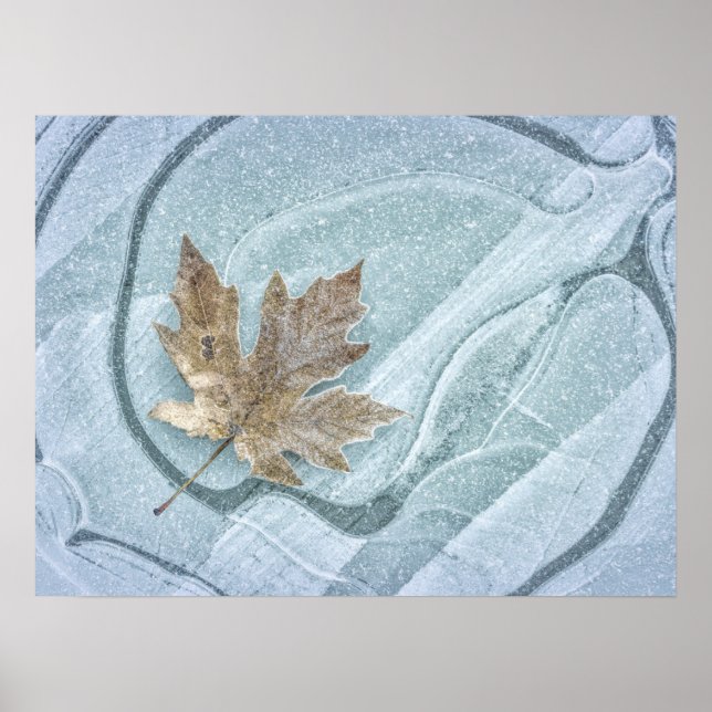 Póster Frosty Maple Leaf Frozen en hielo (Frente)