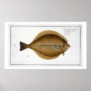 Póster Frote (la placa XLVI del Limanda del Pleuronectes)