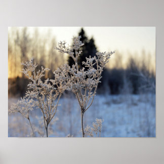 Póster Frozen Flower