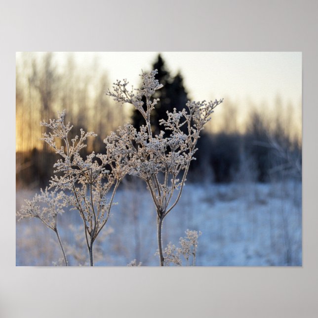 Póster Frozen Flower (Frente)