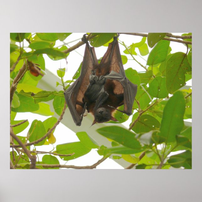 Póster Fruit Bat (Frente)