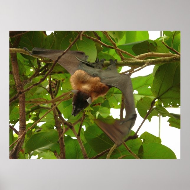 Póster Fruit Bat (Frente)