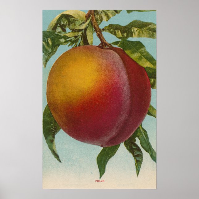 Póster Fruit Chromo Lithograph of PeachFruitState (Frente)