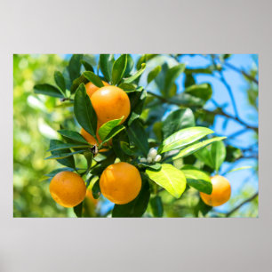 Póster Fruiting Orange Tree