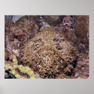 Póster Frumpy Stonefish