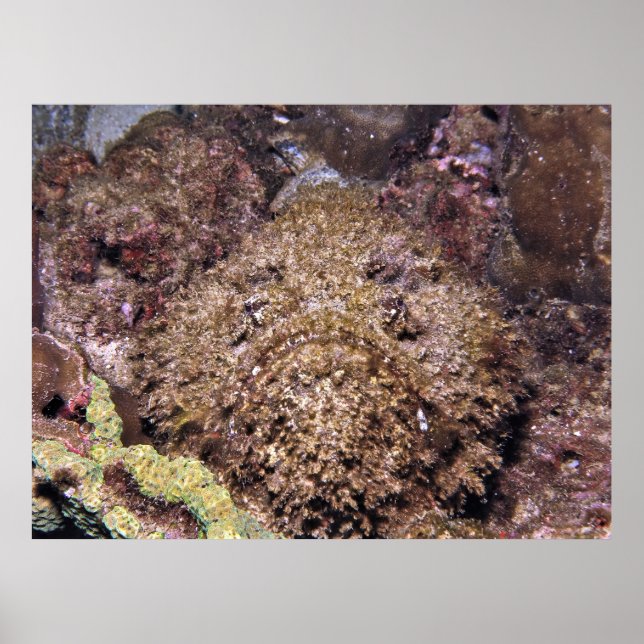 Póster Frumpy Stonefish (Frente)