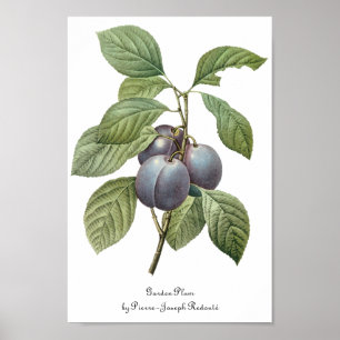 Póster Fruta culinaria vintage, ciruelas moradas de Redou