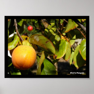 Póster Fruta de Caqui en Árbol