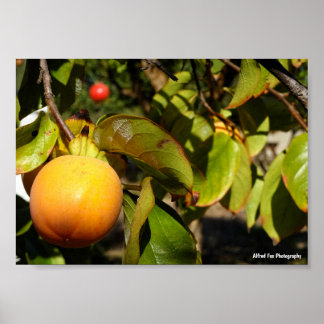Póster Fruta de Caqui en Árbol
