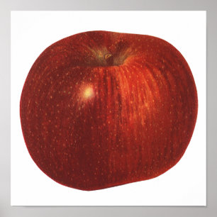 Póster Fruta de comida vintage, manzana roja deliciosa or