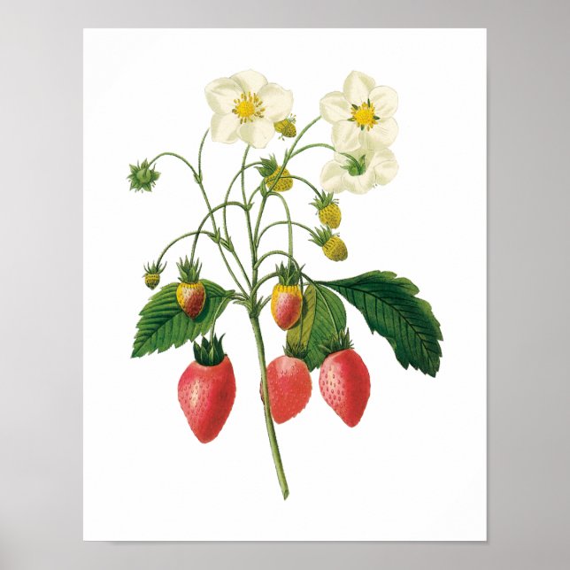 Póster Fruta de época Berries Alimentos Fresas de Redoute (Frente)