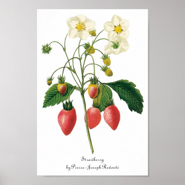 Póster Fruta de época Berries Alimentos Fresas de Redoute (Frente)