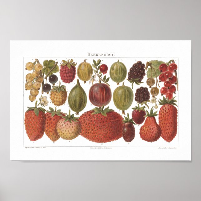 Póster Fruta de época Berries Estética de época (Frente)