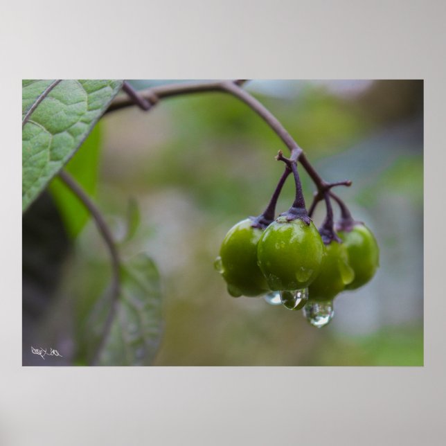 Póster Fruta de la claridad (Frente)