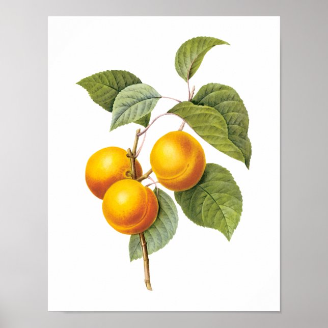 Póster Fruta de la comida de la cosecha, Apricot Peach by (Frente)