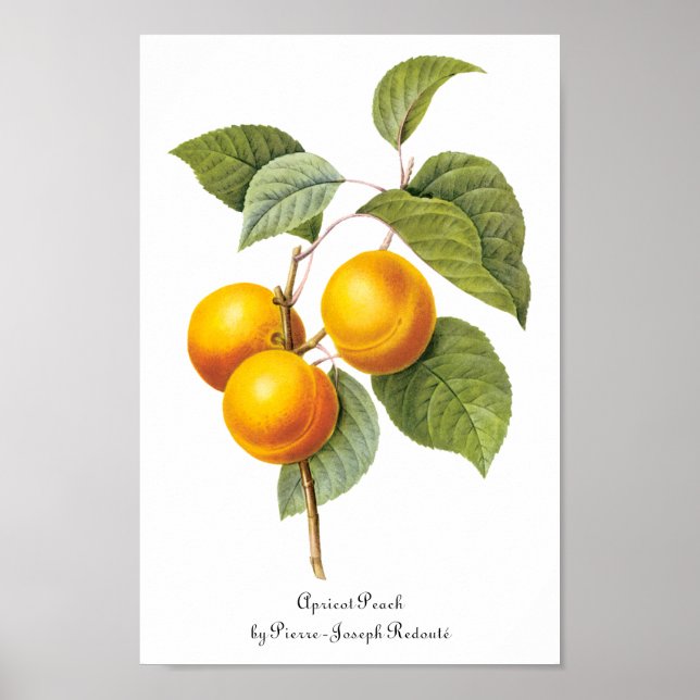 Póster Fruta de la comida de la cosecha, Apricot Peach by (Frente)