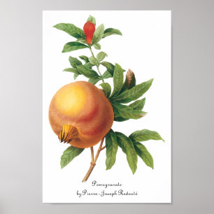 Póster Fruta de la comida del vintage, granada por