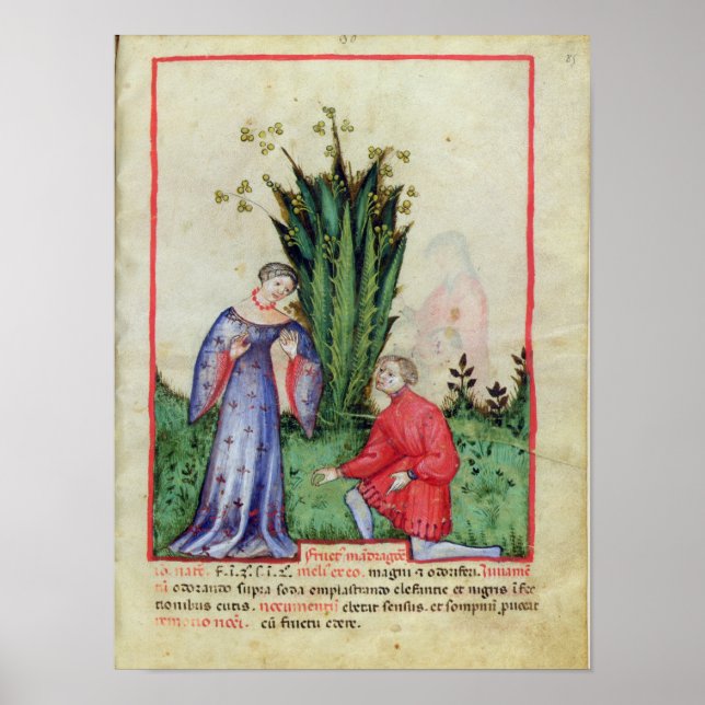 Póster Fruta de Mandrake, de 'Tacuinum Sanitatis' (Frente)