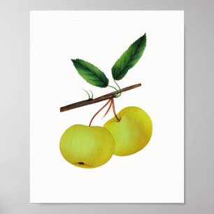 Póster Fruta de manzana de alma colgante