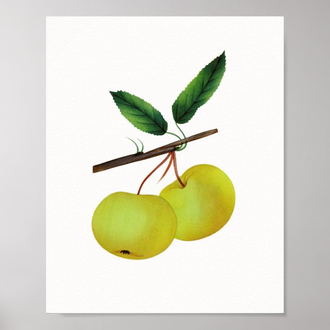 Póster Fruta de manzana de alma colgante (Frente)