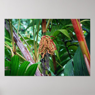 Póster Fruta de Palma en Hawái