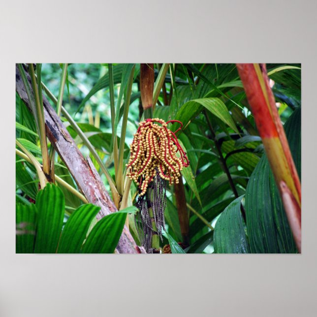 Póster Fruta de Palma en Hawái (Frente)