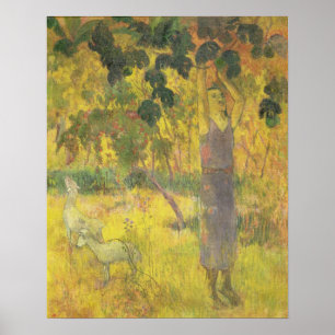 Póster Fruta de un árbol, 1897 de la cosecha del hombre