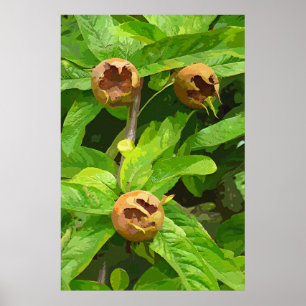 PÓSTER FRUTA DEL NÍSPERO