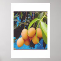 Fruta exótica Gandaria - Rara ciruela mango tropic