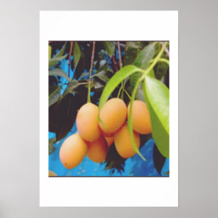 Póster Fruta exótica Gandaria - Rara ciruela mango tropic