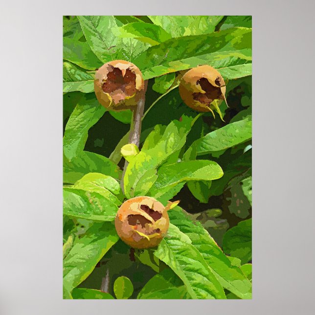 PÓSTER FRUTA MEDLAR (Frente)