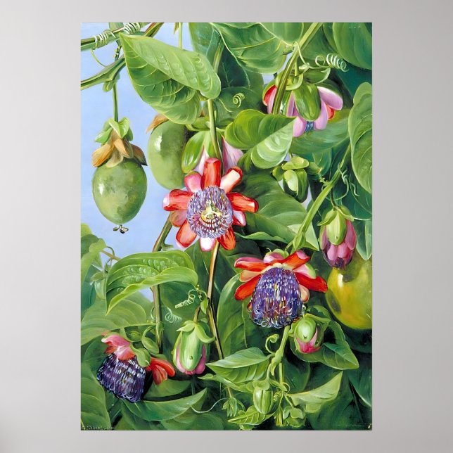 Póster Fruta norte de Marianne de la Flor de Pasión (Frente)