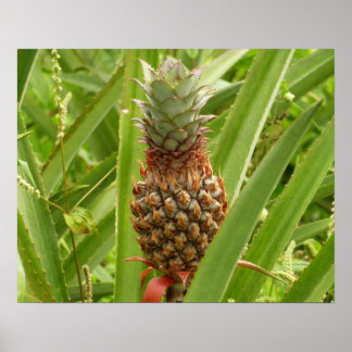 Póster Fruta tropical de la piña silvestre en la naturale