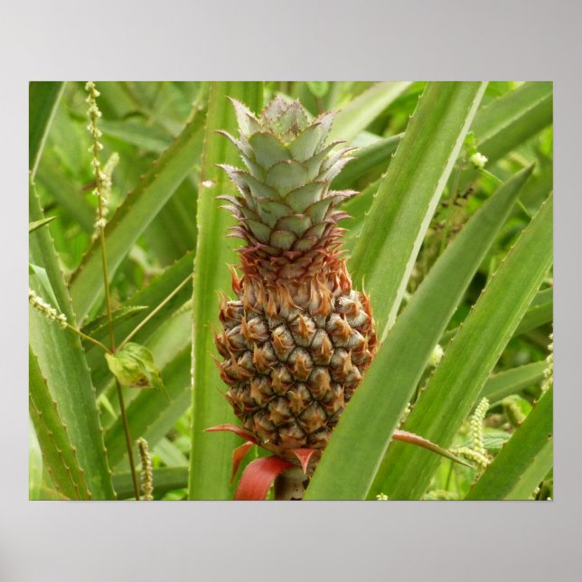 Póster Fruta tropical de la piña silvestre en la naturale (Frente)