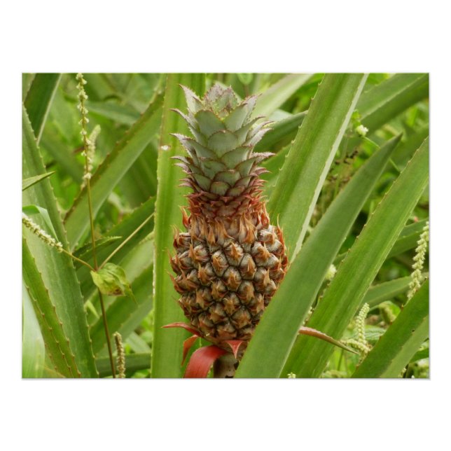 Póster Fruta tropical de la piña silvestre en la naturale (Anverso)