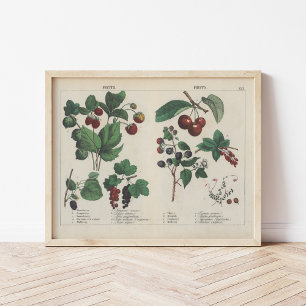 Póster Frutas   Charlotte Mary Yonge