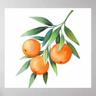 Póster Frutas Naranjas acuáticas: Ramas aisladas.