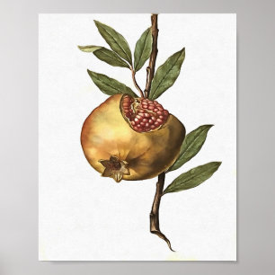 Póster Frutas Pomegranadas Y Semillas Botánicas Mediterrá