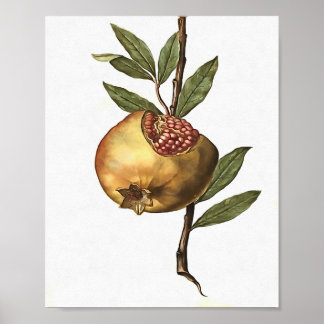 Póster Frutas Pomegranadas Y Semillas Botánicas Mediterrá