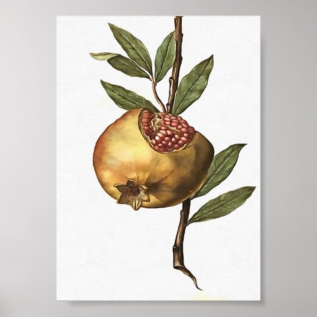 Póster Frutas Pomegranadas Y Semillas Botánicas Mediterrá (Frente)