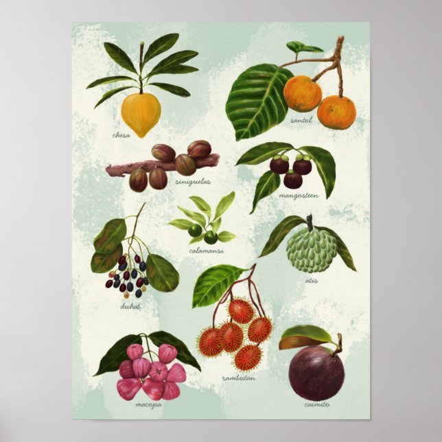 Póster Frutas tropicales filipinas exóticas pintadas a ma (Frente)