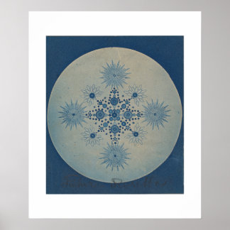 Póster Frutinas de los diatomas por Julius Wiesner