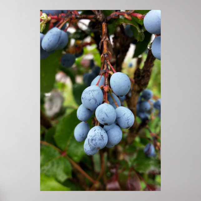 Póster Fruto de espina negra (Frente)