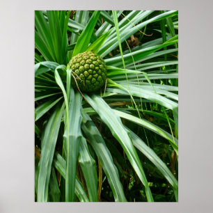 Póster Fruto del piñón o de la Hala