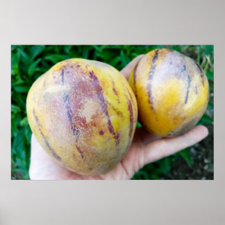 Póster Frutos de Pepino Melon