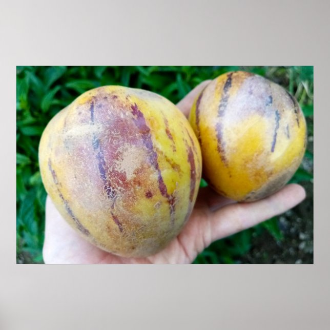 Póster Frutos de Pepino Melon (Frente)