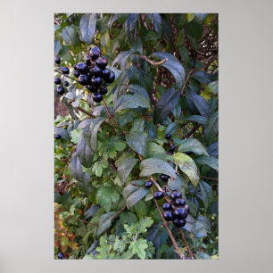 Póster frutos del arbusto