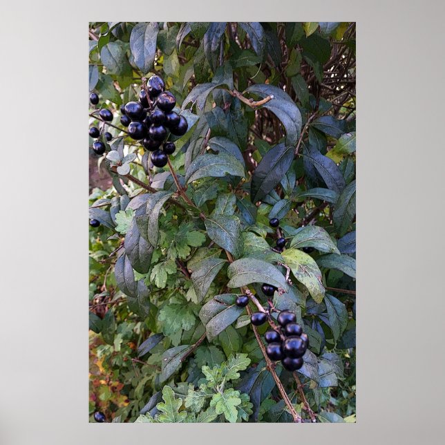 Póster frutos del arbusto (Frente)